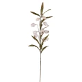 Kwiat Sandersonii PTMD