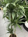 Dracaena deremensis Warneckei, dracena