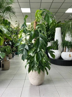 Epipremnum Albo variegata 