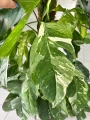 Epipremnum Albo variegata