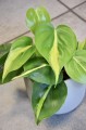 Filodendron scandens Brasil