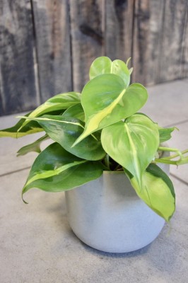 Philodendron scandens Brasil, filodendron