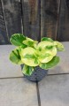 Peperomia obtusifolia Green Gold
