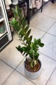 Zamiokulkas Zamiifolia Supernova