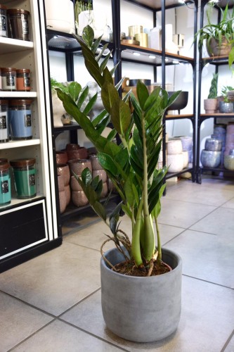 Zamioculcas Zamiifolia Supernova