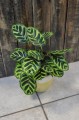 Calathea Makoyana