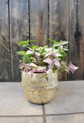 Tradescantia quadricolor, trzykrotka