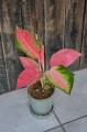 Aglaonema Orange Star