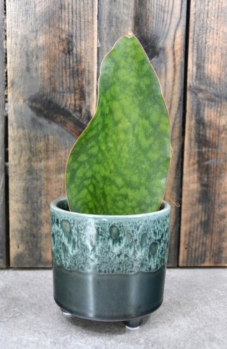 Sansewieria Masoniana