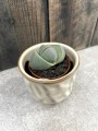 Lithops kamienie szczęścia