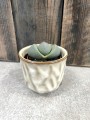 Lithops kamienie szczęścia