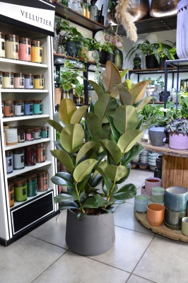 Ficus elastica Cloe, fikus