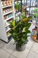 Ficus elastica Cloe