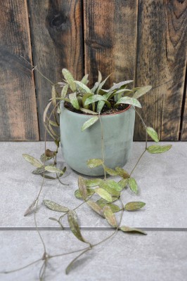 Hoya Sigillatis, hoja