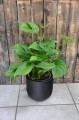 Monstera pinnatipartita