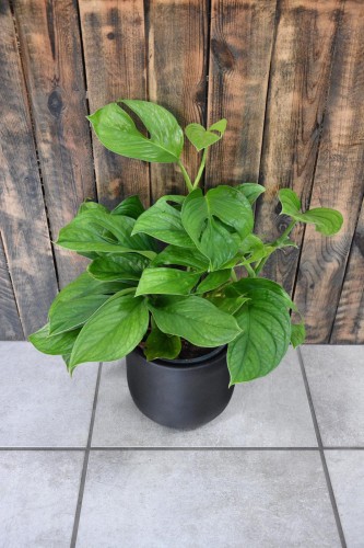 Monstera pinnatipartita