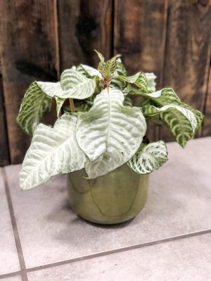 Aphelandra squarrosa White Wash, afelandra