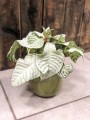 Afelandra squarrosa White Wash