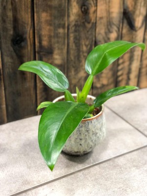 Philodendron martianum Fatboy, filodendron