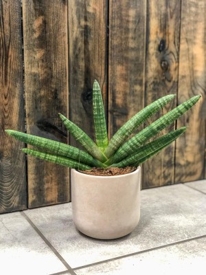 Sansevieria cylindrica Skyline