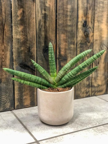 Sansevieria Skyline.jpg