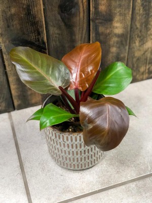 Philodendron Sunlight, filodendron
