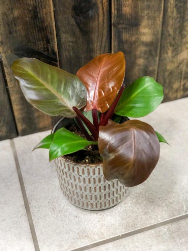 Philodendron Sunlight