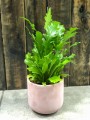 Asplenium nidus Campio