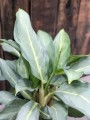 Aglaonema ghost frosted srebrna