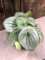 Peperomia Ice Queen