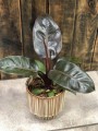 Philodendron Black Cardinal