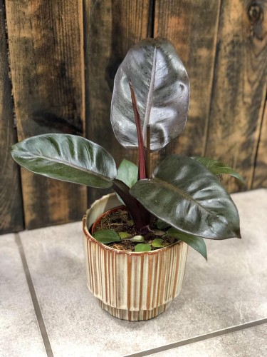 Filodendron Black Cardinal