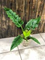 Philodendron Narrow Escape