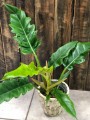 Filodendron Narrow Escape