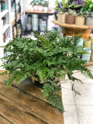 Humata tyermanii Davallia, dawalia
