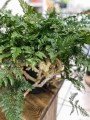 Humata tyermanii Davallia
