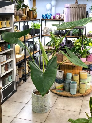 Alocasia Zebrina, alokazja