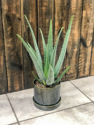 Aloe vera, aloes