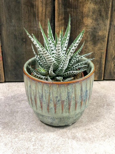 Haworthia fasciata Alba Haworsja pasiasta