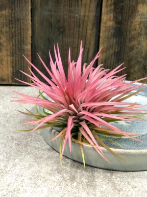 Tillandsia ionantha Red, oplątwa