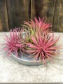 Tillandsia ionantha Red