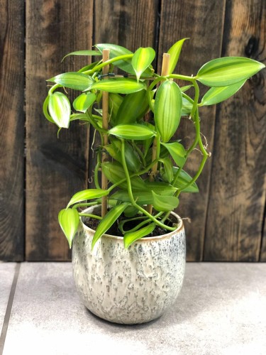 Vanilla planifolia orchidea variegata