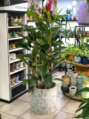 Ficus benghalensis Roy, fikus