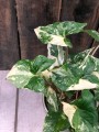Syngonium podophyllum Albo variegata