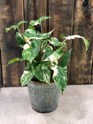 Syngonium podophyllum Albo variegata, zroślicha