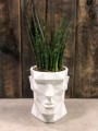 Sansevieria Fernwood Mikado