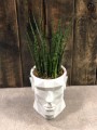 Sansevieria Fernwood Mikado