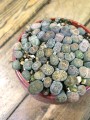 Lithops kamienie szczęścia