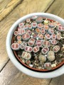 Lithops kamienie szczęścia