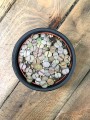 Lithops kamienie szczęścia